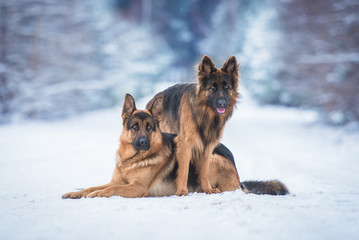 Two funny german shepherd dogs in winter