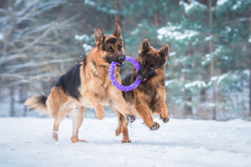 Two happy german shepherd dogs playing with a toy in winter