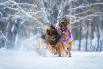 Two happy german shepherd dogs playing with a toy in winter
