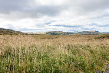 field near Skeggjastadir farm in Iceland © vvoe