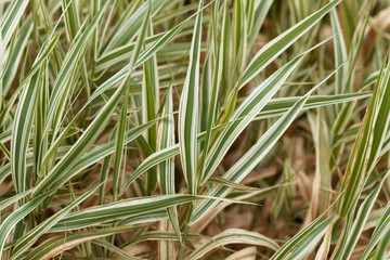 Reed canary grass (Phalaris arundinacea)