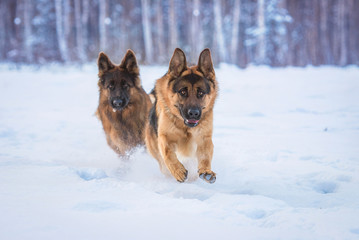 Two happy german shepherd dogs catching a ball in winter