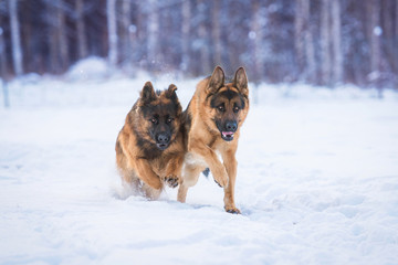 Two happy german shepherd dogs catching a ball in winter