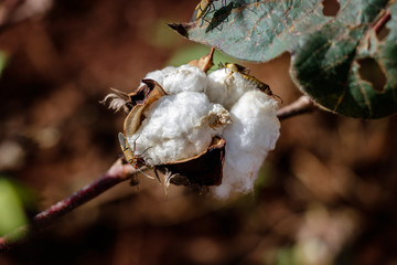 Cotton ball in full bloom - agriculture farm crop image