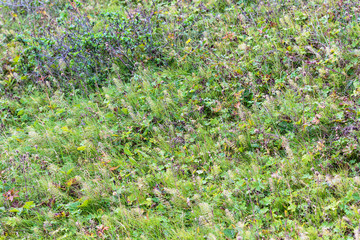 green meadow in Iceland in september