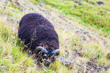 black icelandic sheep on mountain slope in Iceland