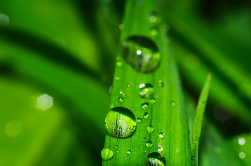 grass close up water drops