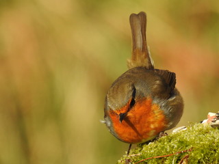 Beautiful robin