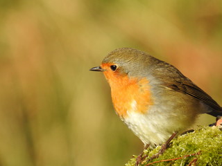 Beautiful robin