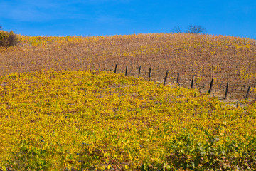 Hills of vineyards in autumn in Piedmont (Piemonte), Italy.