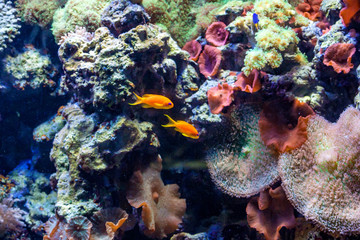 Naklejka na ściany i meble Fragment of colorful coral reef