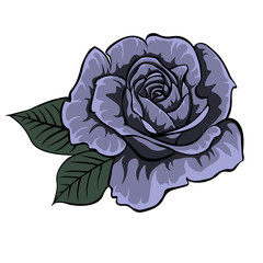 Blue rose.Isolated rose. Single rose