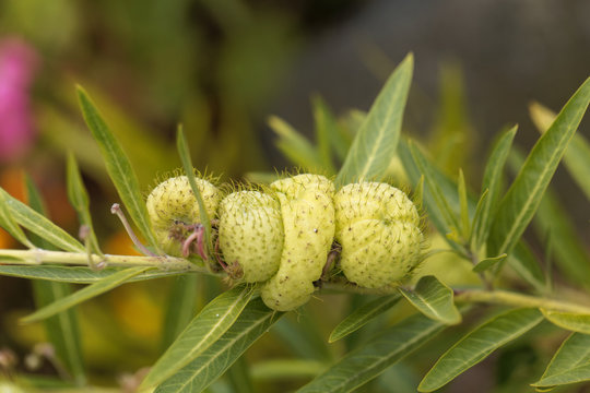 The milkweed Gomphocarpus fruticosus