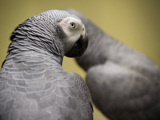 Couple of grey parrots