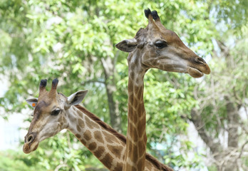Portrait of two happy retirees together with long neck and funny head helps the animal find food on the tall branches to survive in the natural world.