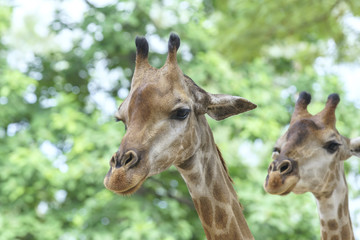 Naklejka premium Portrait of two happy retirees together with long neck and funny head helps the animal find food on the tall branches to survive in the natural world.