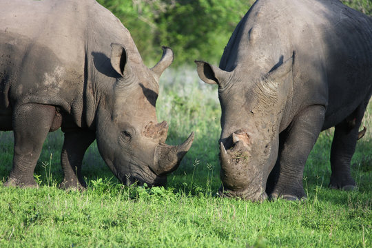  Rhinoceros eating grass