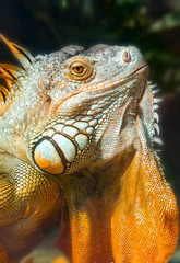 Giant iguana portrait is resting in the zoo. This is the residual dinosaur reptile that needs to be preserved in the natural world