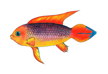 Apistogramma Agassizii Fire Red. Watercolor illustration.  Dwarf cichlid. Colorful tropical aquarium fish. Collection of fish isolated on white background for design, decor.