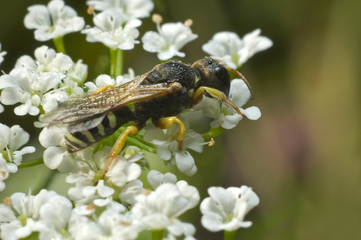 PSZCZOLA_7977