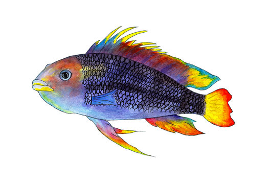 Tropical fish apistogramma