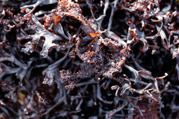 False Irish moss (Mastocarpus stellatus)
