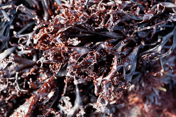 False Irish moss (Mastocarpus stellatus)