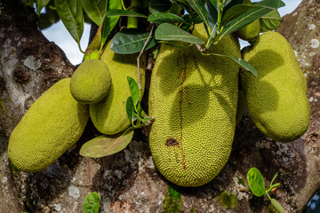 Almost ripe jack fruits hanging at a tree near Mbale in Uganda. Jack fruit is the largest,...