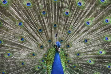 Obraz premium Peacock front