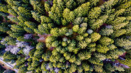 Beautiful panoramic photo over the tops of pine forest in Switzerland - Aerial view.