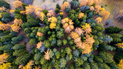 Beautiful panoramic photo over the tops of pine forest in Switzerland - Aerial view.