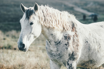White Horse running Animal pasture grazing field landscape on background