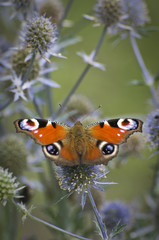 MOTYL_9201