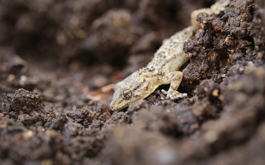 Tarentola mauritanica is a species of gecko (Gekkonidae) native to the western Mediterranean area of Northwestern Africa and Europe and widely introduced to America and Asia.