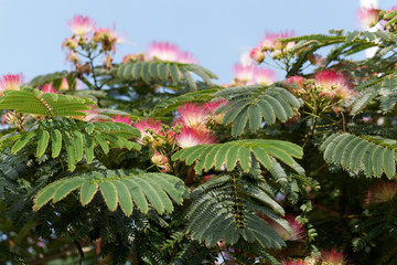 Flowers of a Persian silk tree