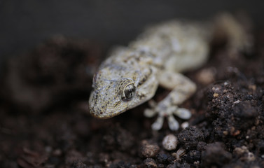 Tarentola mauritanica is a species of gecko (Gekkonidae) native to the western Mediterranean area...