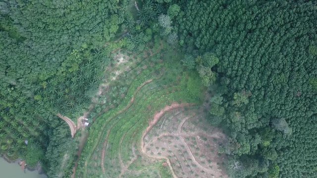 Deforestation. Aerial footage of oil palm plantations and rainforest. 