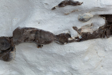 Black flint pebbles in limestone of Cretaceous age
