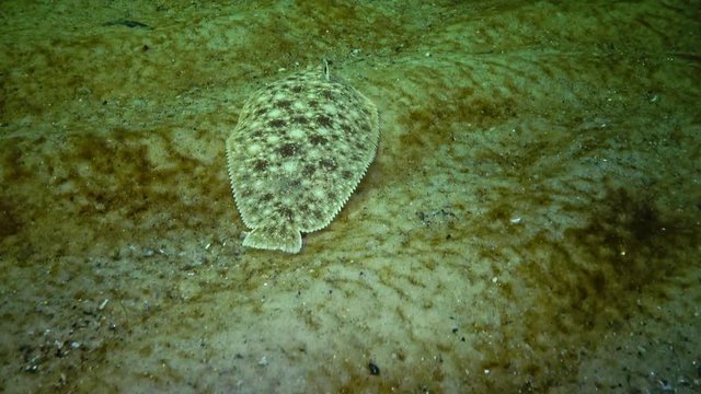 Fish of the Black Sea. Flat fish Sand sole Pegusa lascaris , similar to sand, slowly floats and lies at the bottom, raising the fin