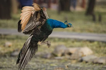 Photo sur Plexiglas Paon peacock
