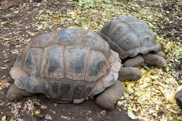 turtle in prison island reservation