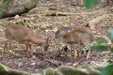 small shy deer in a forest