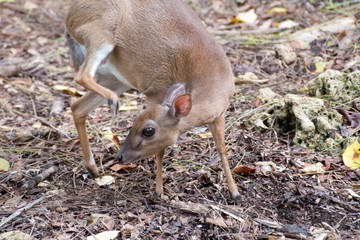 small shy deer in a forest