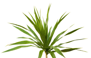 yucca, dracaena reflexa, bois de chandelle, fond blanc 