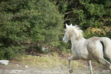 horse white in the meadow dark background nature