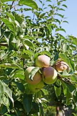 Erntezeit - Äpfel am Baum vor blauem Himmel