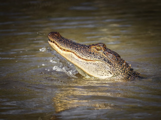 Gator Splash