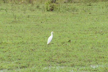 Obraz na płótnie Canvas tall white bird in grass wetland