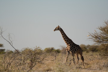 Giraffe in Etosha
