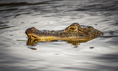 Gator Stalk